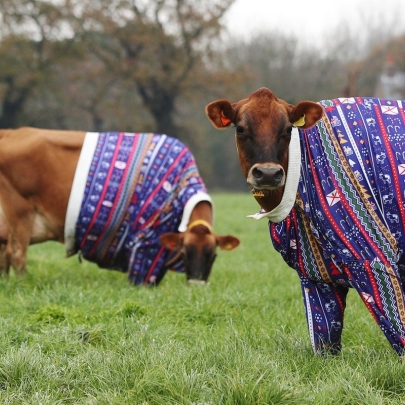 Jersey Cows in Christmas jumpers: An udderly brilliant Christmas campaign